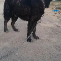 یک عدد سگ