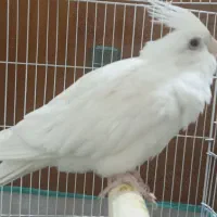 آلبینو نر