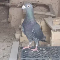 کفتر