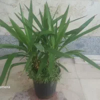 تعدادی گل طبیعی