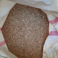 گندم جو قاطی