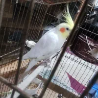 عروس هلندی