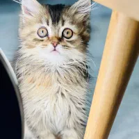 گربه بریتیش