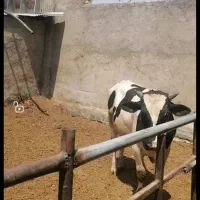 سه عدد گوساله نر 500کیلوی