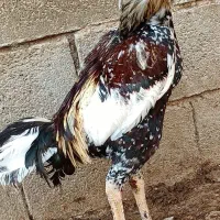 خروس
