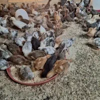 200 عدد جوجه مرغ گلپایگانی 45 و 35 روزه‌