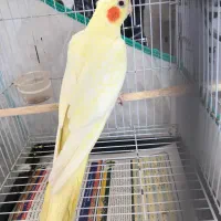 طوطی عروس