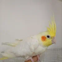 عروس هلندی