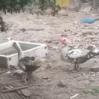 فروش اردک خارجی در بهشهر