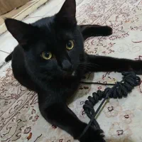 گربه Dsh|گربه|گرگان, |دیوار