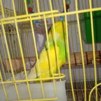 جفت مرغ عشق تخم دار اهلی