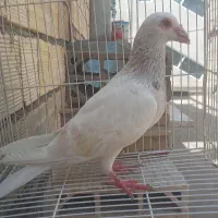 کفتر سار