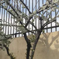 زمین-باغشهری-مجتمع-پتروشیمی-دالین-سپیدان