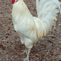 خروس ومرغ محلی پاکر شهرستان کنگان روستای تمبک