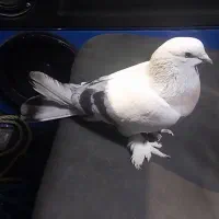 گمشده