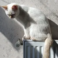 گربه نژاد بریتیش
