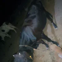 گاو نر گوشتی