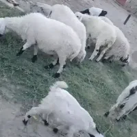 میش‌وگوراندفروشی