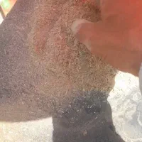 سبوس  درجه ۳ گندم کاه معاوضه با بز و میش