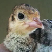 جوجه بوقلمون بیوتی