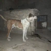 نگهبان سالم و سرحال ،کله خراب و حرف گوش نکن