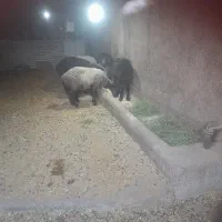 دوتا بره نر