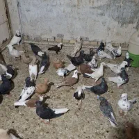 کته رنگی پرشی