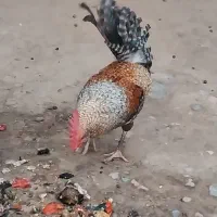 خروس ومرغ