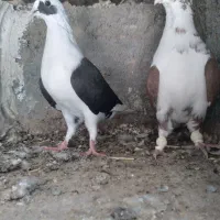 کبوتر پشتی سوسنی شهری