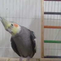 عروس هلندی نر