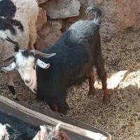چبش فروشی