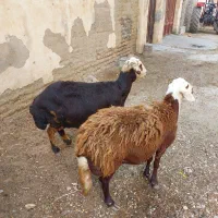 میش افشاری درج یک