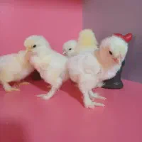 جوجه برهما لایت گرید  A