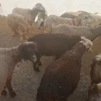 میش بره. بز شیشک