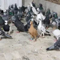۴۰تاپلاکی یدونه