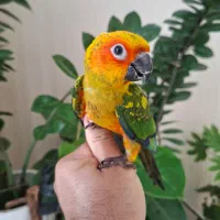 طوطی خورشیدی و گرینچیک