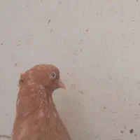 سینه زرد