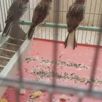 قناری|پرنده|ابریشم, |دیوار