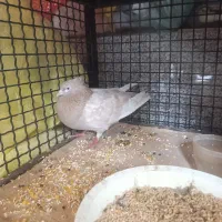 کفتر کله زرد با بهترین تغذیه و سالم
