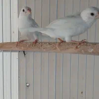 بنگالی برفی