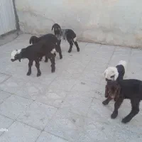 خریدوفروش بره شیری وبزغاله شیری