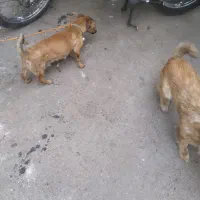 سگ گلدن