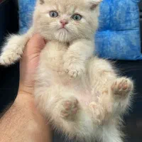 گربه اسکاتیش