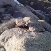 فروش دوتا سنگ مجسمه تزئینی