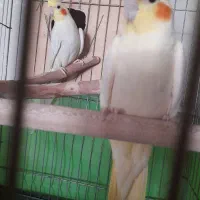 جفت عروس هلندی