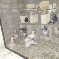 قیمت دونه ۷۵۰