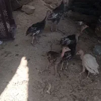 جوجه بوقلمون