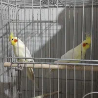 جفت کار عروس هلندی