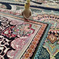 عروس هلندی