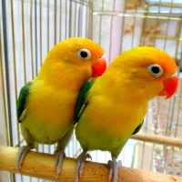 طوطی برزیلی گرینچیک مولد بسیار خاص باتخم رگه
